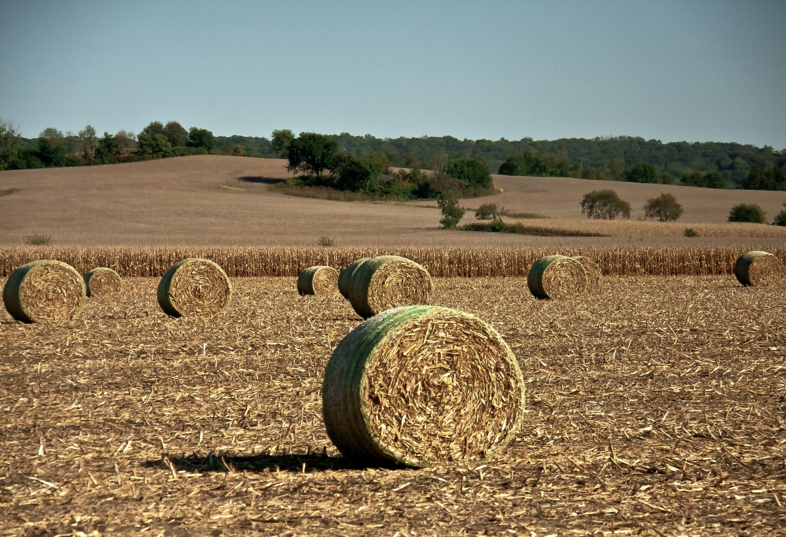Round hay bales sitting in a harvested cornfield in Jo Daviess County, Illinois