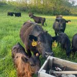 Black Angus cow and a brown calf with yellow ear tags walking up to the camera on green pasture, with a wooden tool box in the foreground