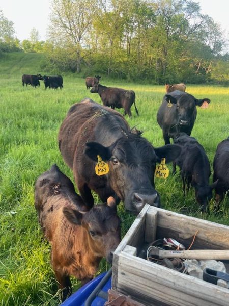 A herd of Angus cattle on Nadig Farms curiously checks out a four-wheeler on a grassy hillside.