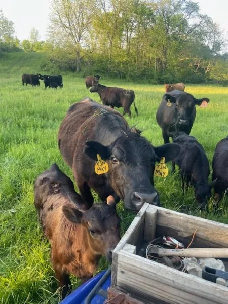Black Angus cow and a brown calf with yellow ear tags walking up to the camera on green pasture, with a wooden tool box in the foreground