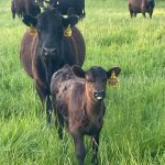 Black Angus calf with a yellow ear tag walking toward the camera through tall green grass, with its mother and other cattle behind it