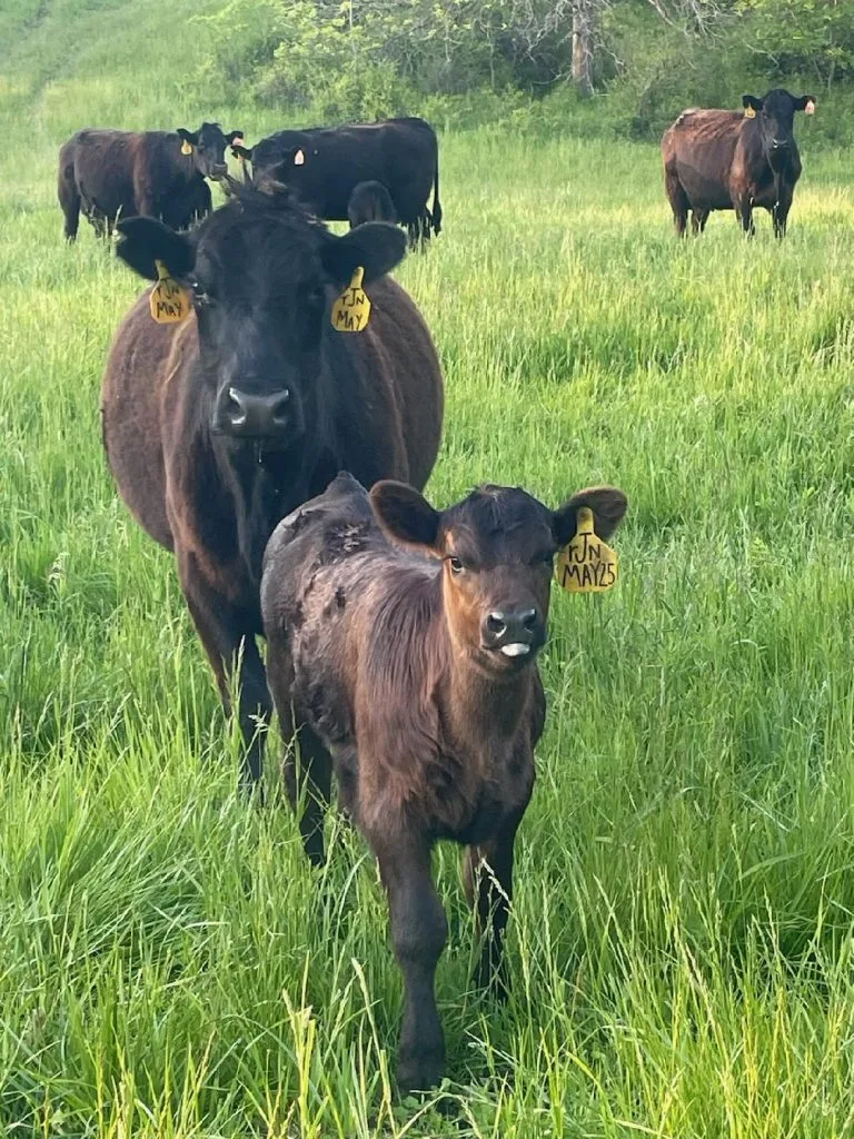 Black Angus calf with a yellow ear tag walking toward the camera through tall green grass, with its mother and other cattle behind it