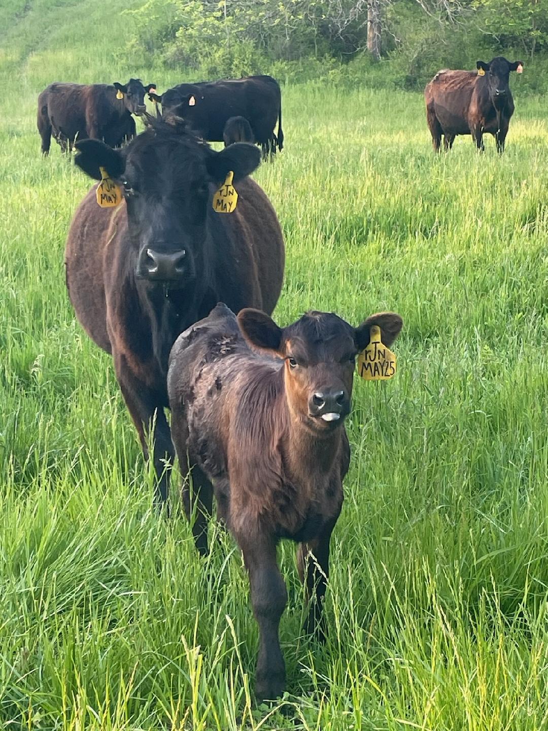 Black Angus calf with a yellow ear tag walking toward the camera through tall green grass, with its mother and other cattle behind it