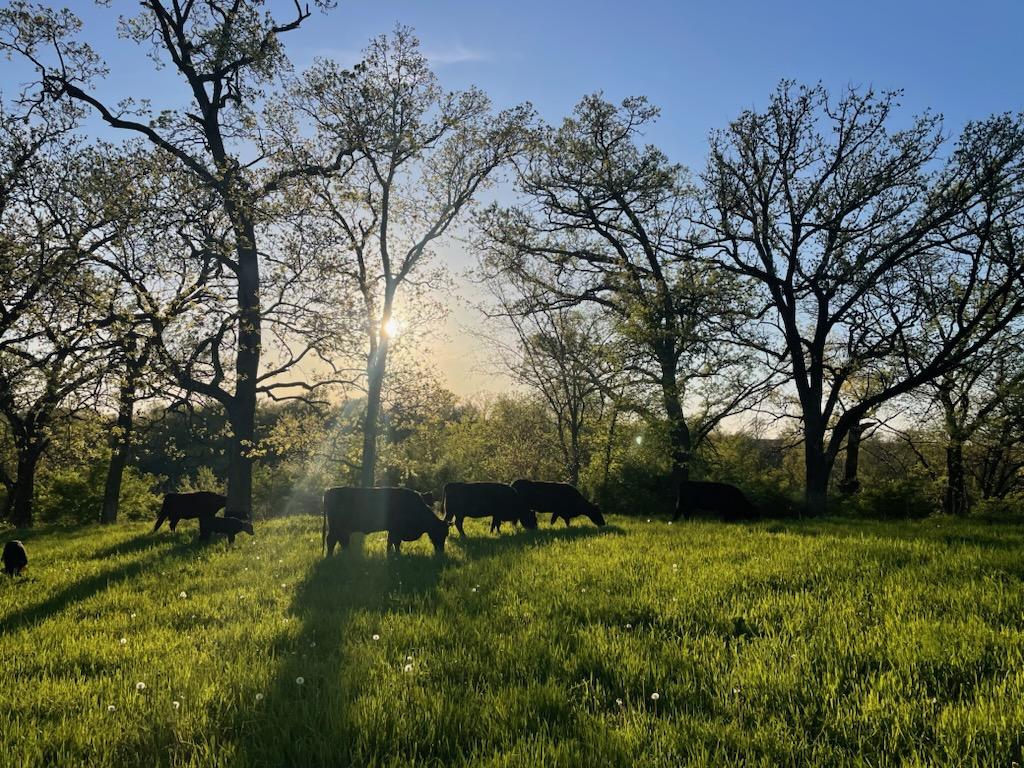 nadig-farms-pasture