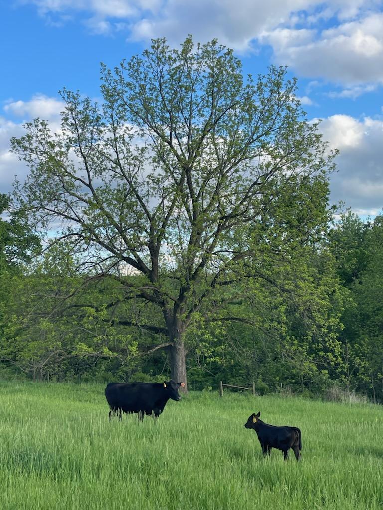 tree-angus-beef