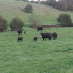 Black Angus cows and calves with yellow ear tags grazing on a green pasture at Nadig Farms, with a wooded hillside behind them