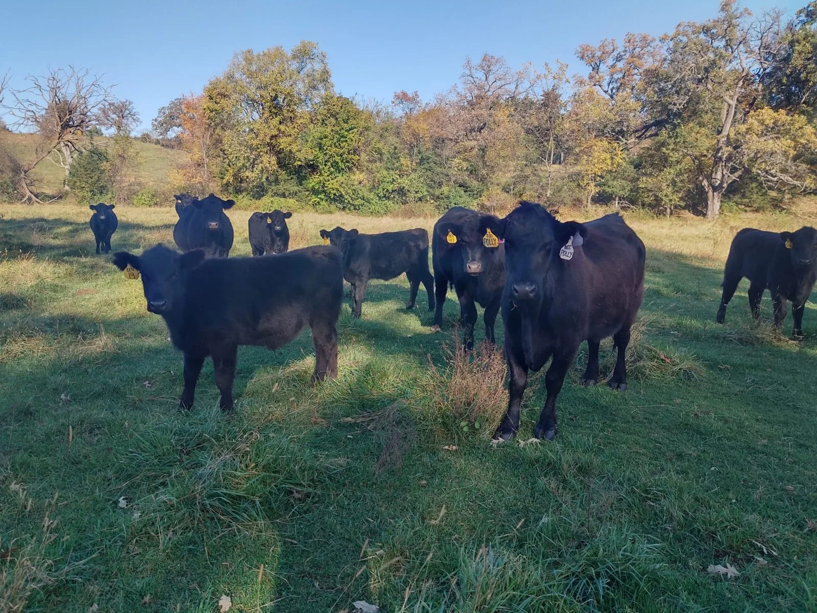 Black Angus cows and calves with yellow ear tags grazing on pasture at Nadig Farms, with autumn trees behind them